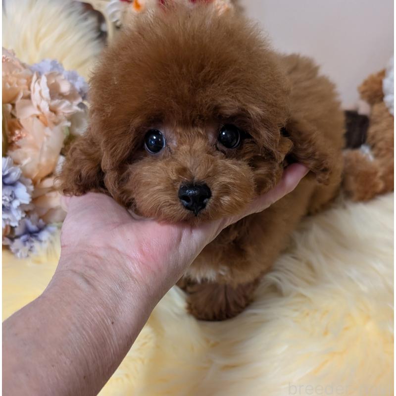 販売中の新潟県のティーカッププードル-440831の5枚目