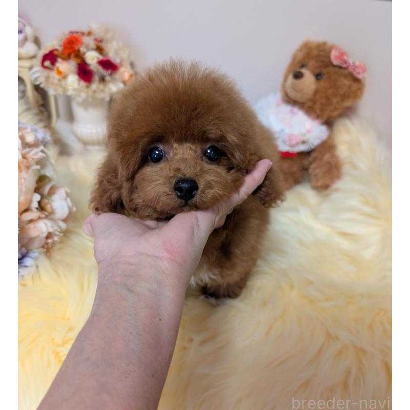 販売中の新潟県のティーカッププードル-440831の4枚目