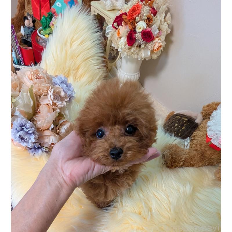 販売中の新潟県のティーカッププードル-440831の3枚目