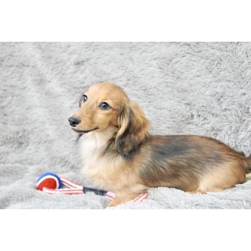 販売中の滋賀県のカニンヘンダックスフンド(ロングヘアード)-420208の3枚目