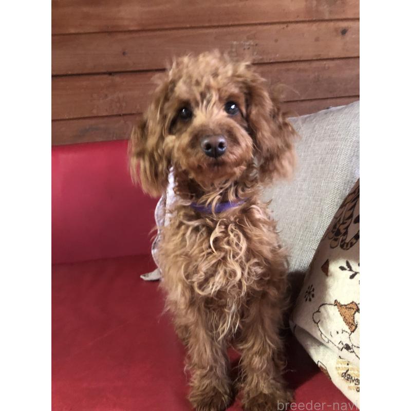 販売中の兵庫県のトイプードル-413437の16枚目