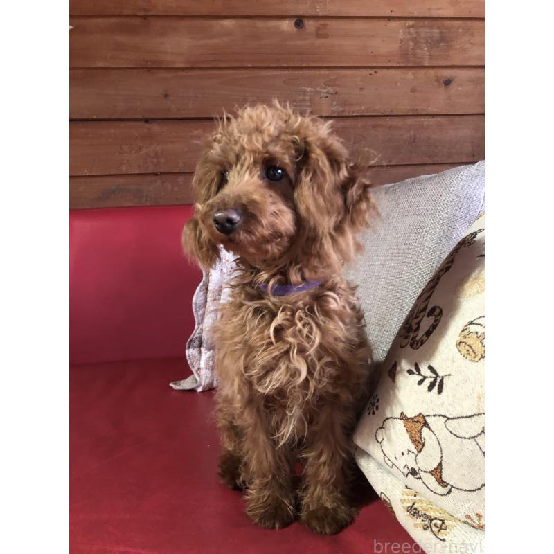 販売中の兵庫県のトイプードル-413437の14枚目