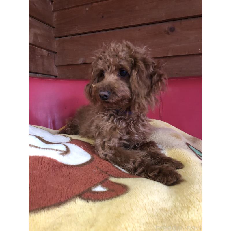 販売中の兵庫県のトイプードル-413437の13枚目