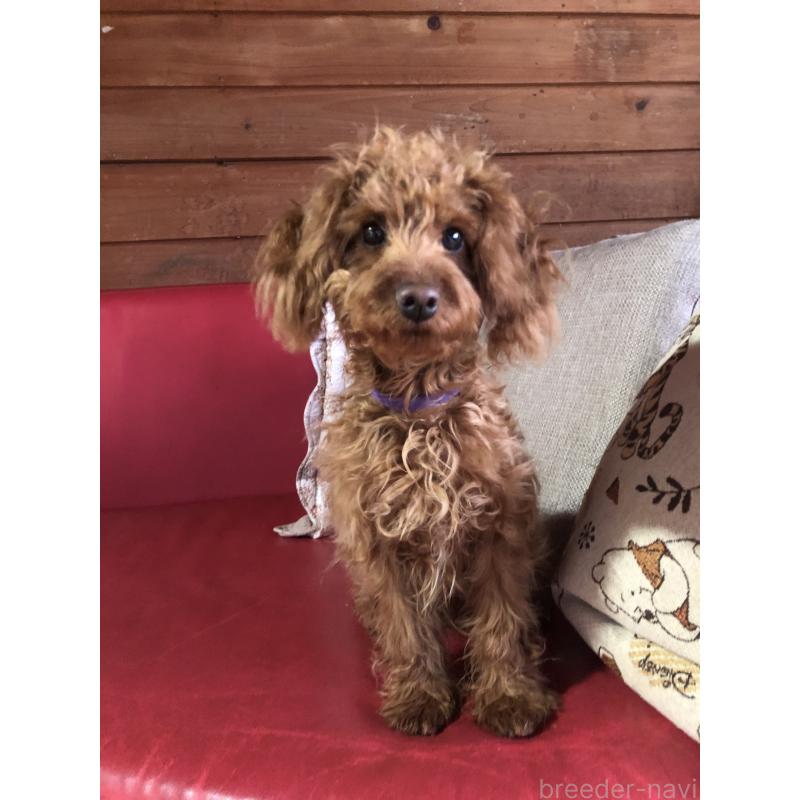 販売中の兵庫県のトイプードル-413437の12枚目