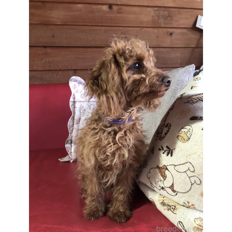 販売中の兵庫県のトイプードル-413437の10枚目