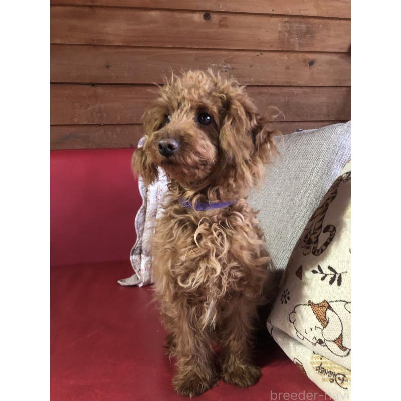 販売中の兵庫県のトイプードル-413437の9枚目