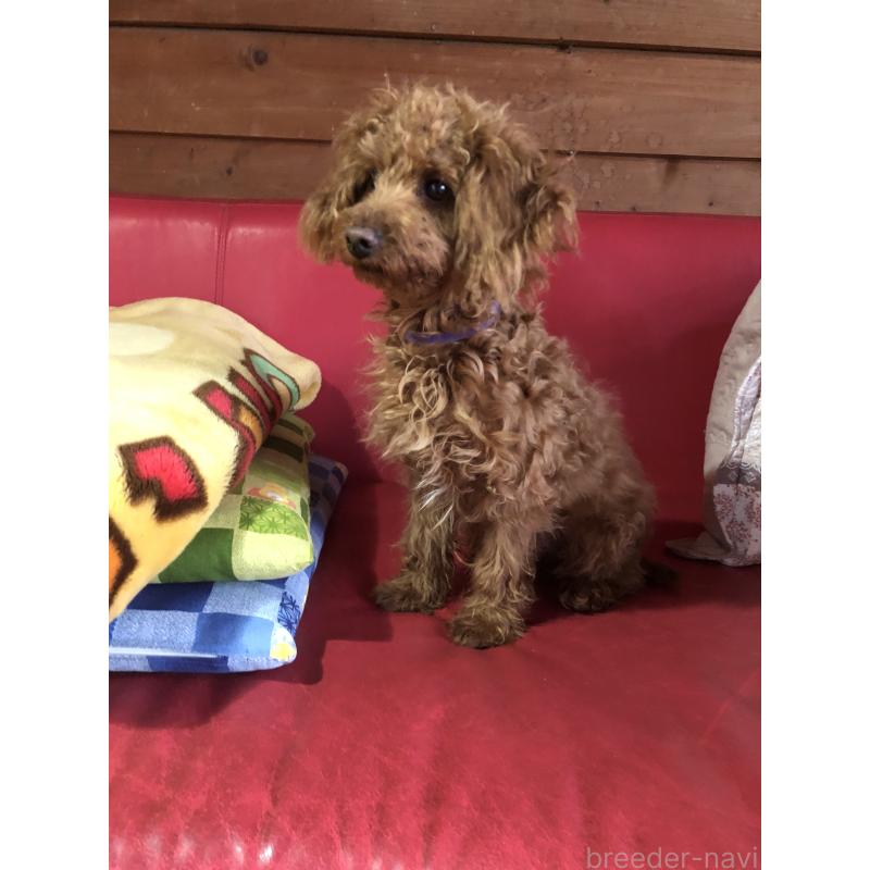 販売中の兵庫県のトイプードル-413437の7枚目