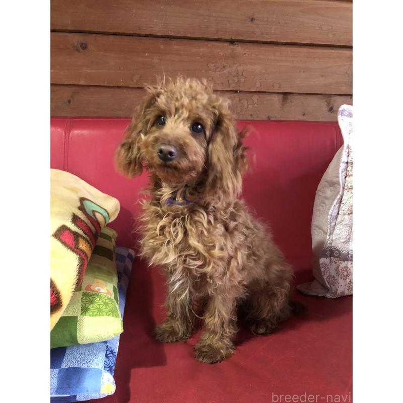 販売中の兵庫県のトイプードル-413437の6枚目