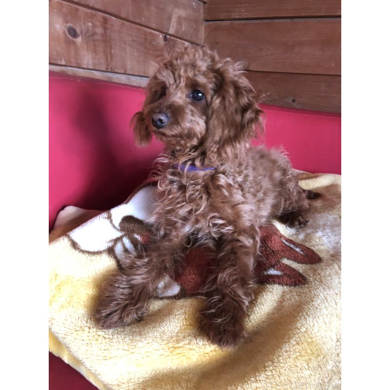 販売中の兵庫県のトイプードル-413437の5枚目