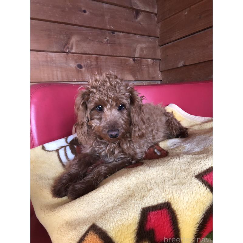 販売中の兵庫県のトイプードル-413437の4枚目