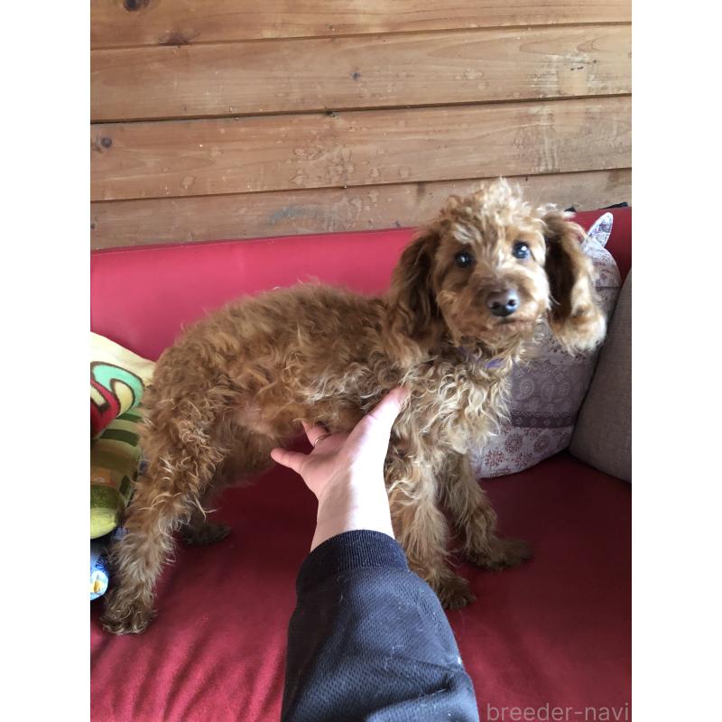 販売中の兵庫県のトイプードル-413437の3枚目