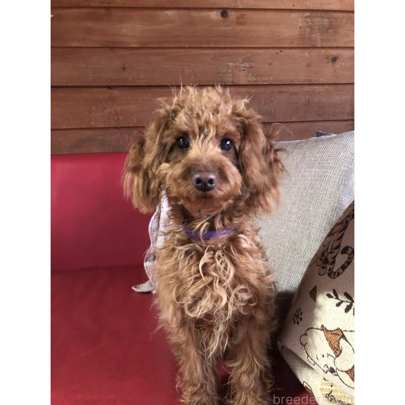 販売中の兵庫県のトイプードル-413437