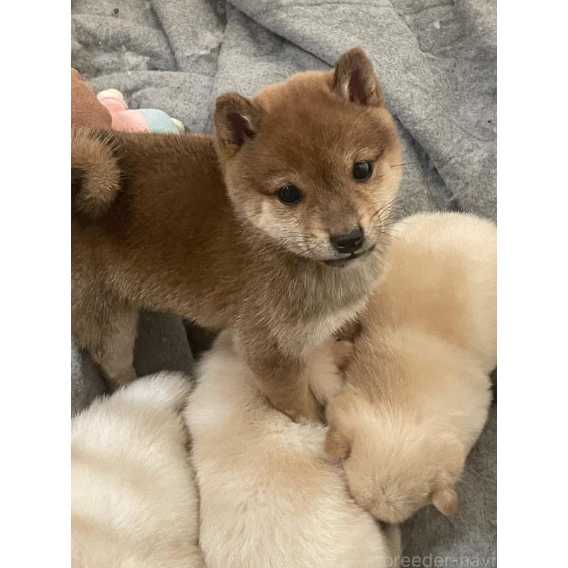 販売中の福井県の豆柴-445981の3枚目