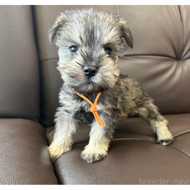 販売中の滋賀県のミニチュアシュナウザー-439514の2枚目