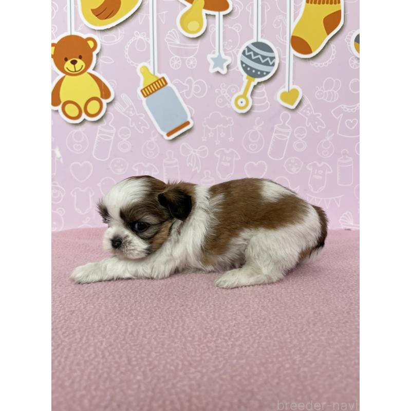 販売中の東京都のシーズー-445983の6枚目