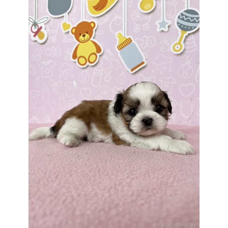 販売中の東京都のシーズー-445983の5枚目