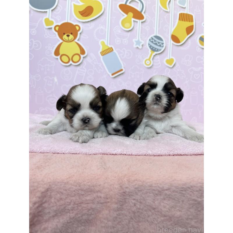 販売中の東京都のシーズー-445983の4枚目