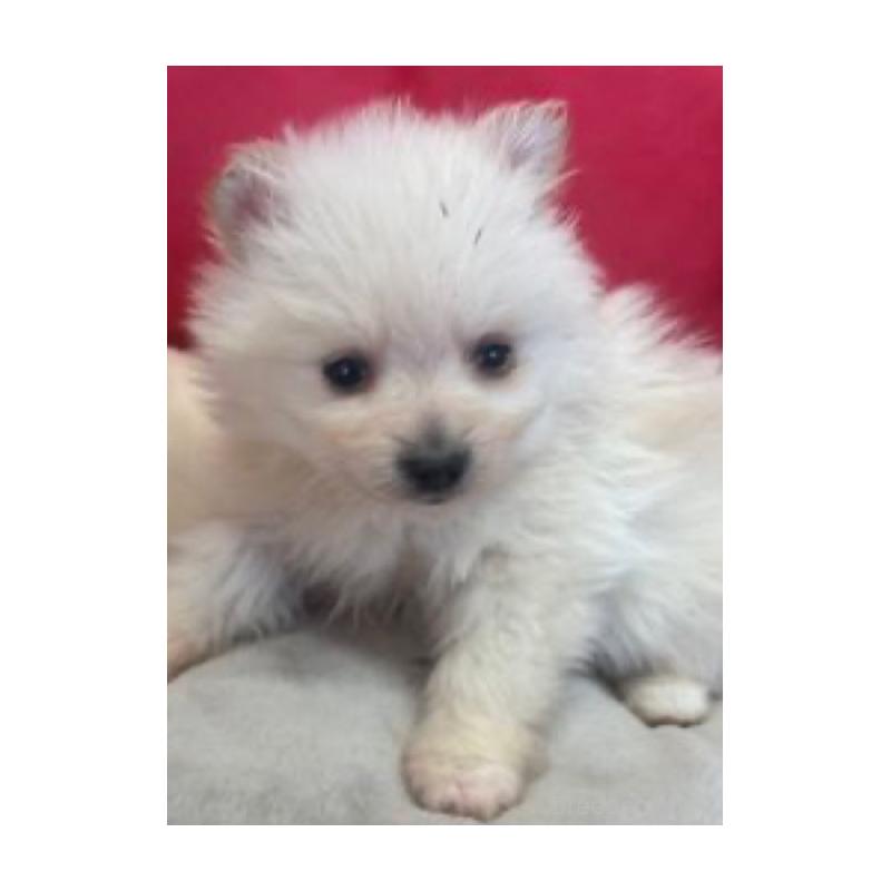 販売中の愛知県のポメラニアン-445982