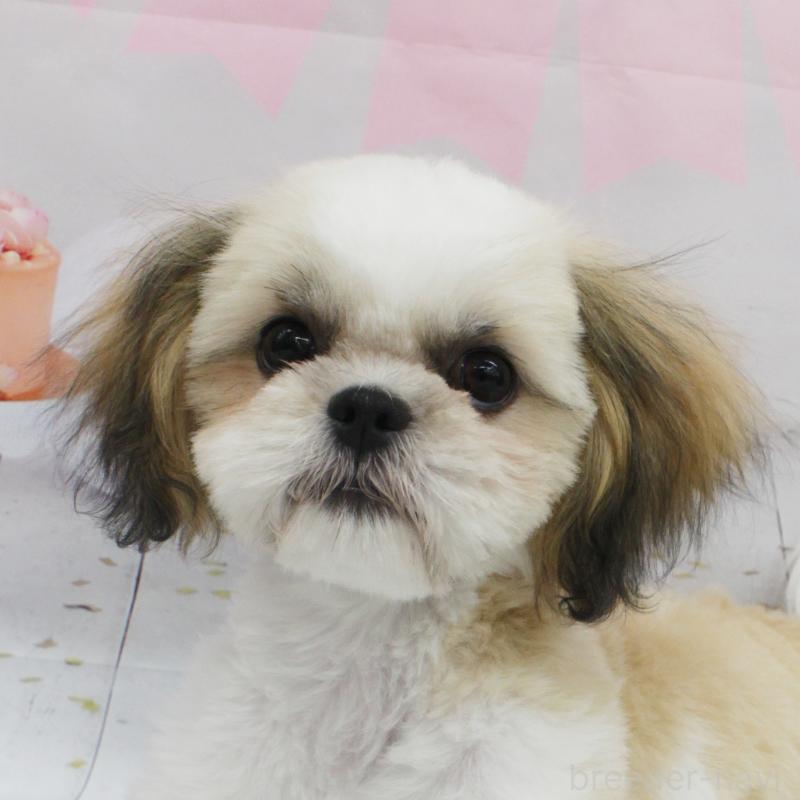 エンゼルちゃん1枚目