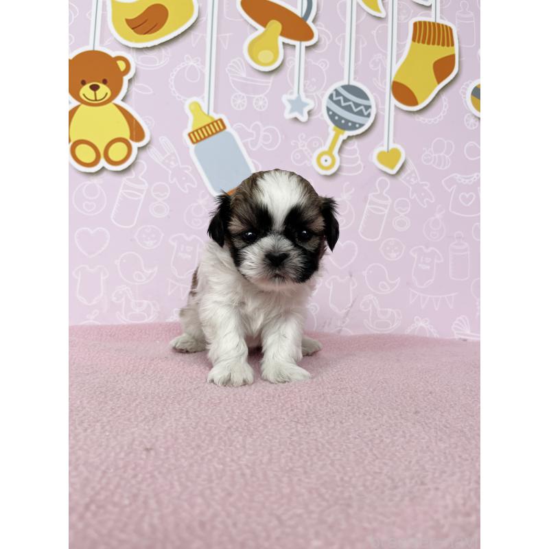 販売中の東京都のシーズー-445984の7枚目