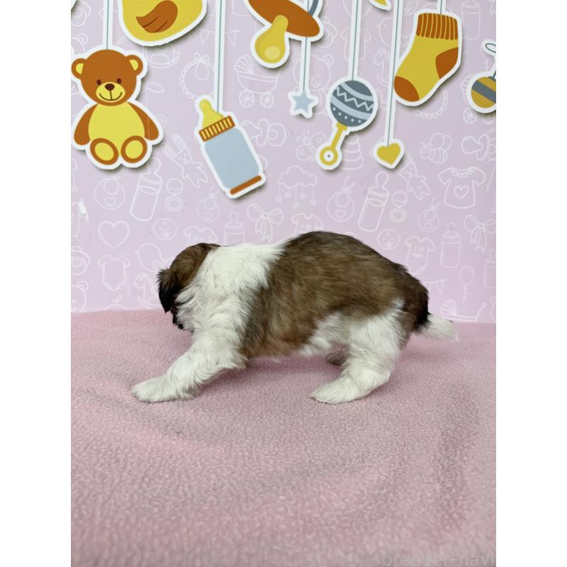 販売中の東京都のシーズー-445984の5枚目