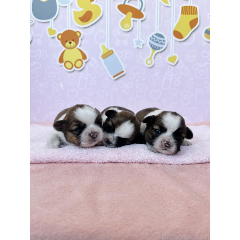 販売中の東京都のシーズー-445984の3枚目