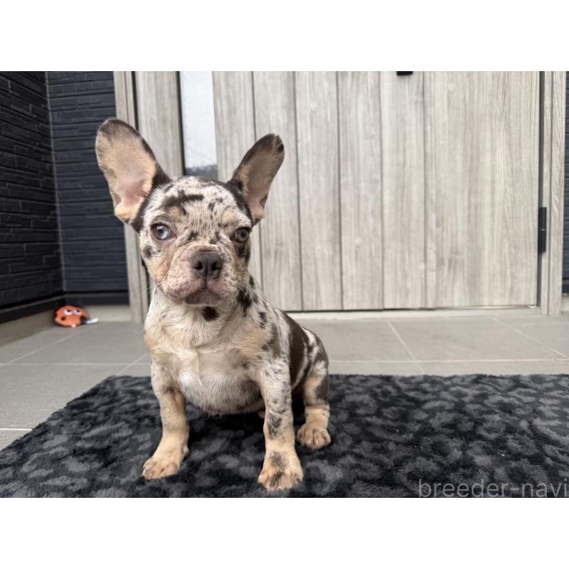 販売中の静岡県のフレンチブルドッグ-431724
