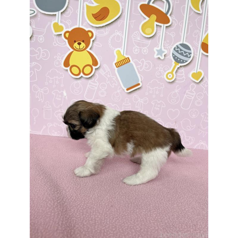 販売中の東京都のシーズー-445987の6枚目