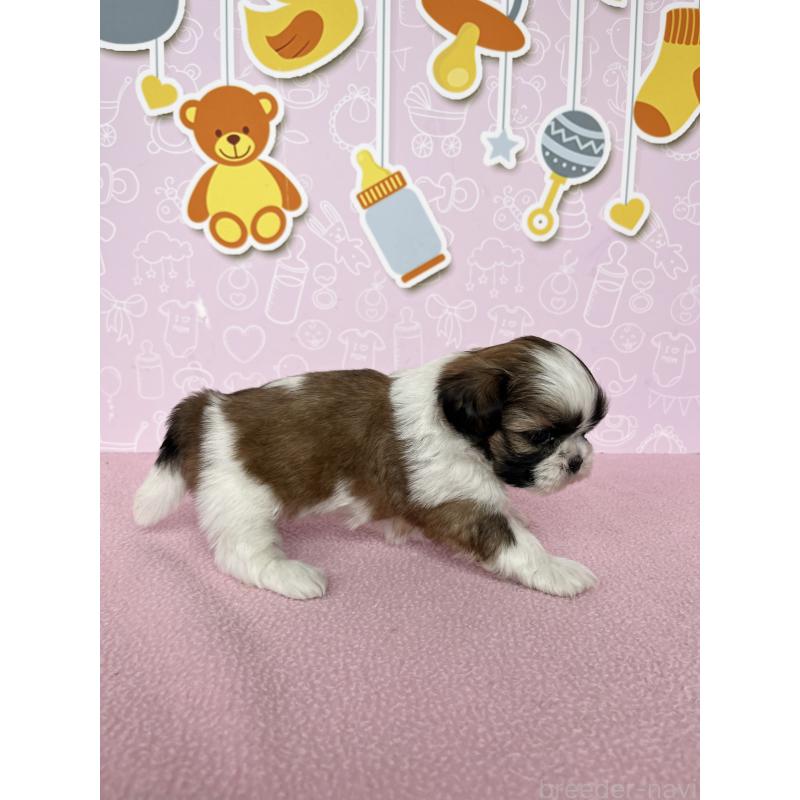 販売中の東京都のシーズー-445987の5枚目