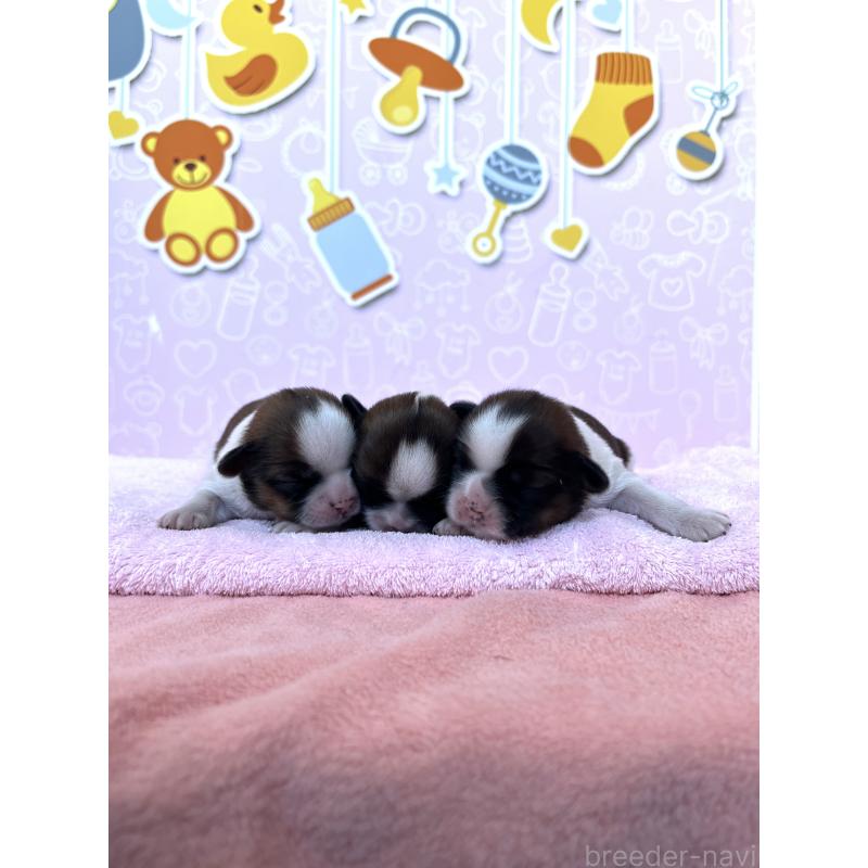 販売中の東京都のシーズー-445987の2枚目