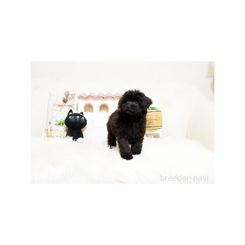 販売中の佐賀県のトイプードル-445985の2枚目