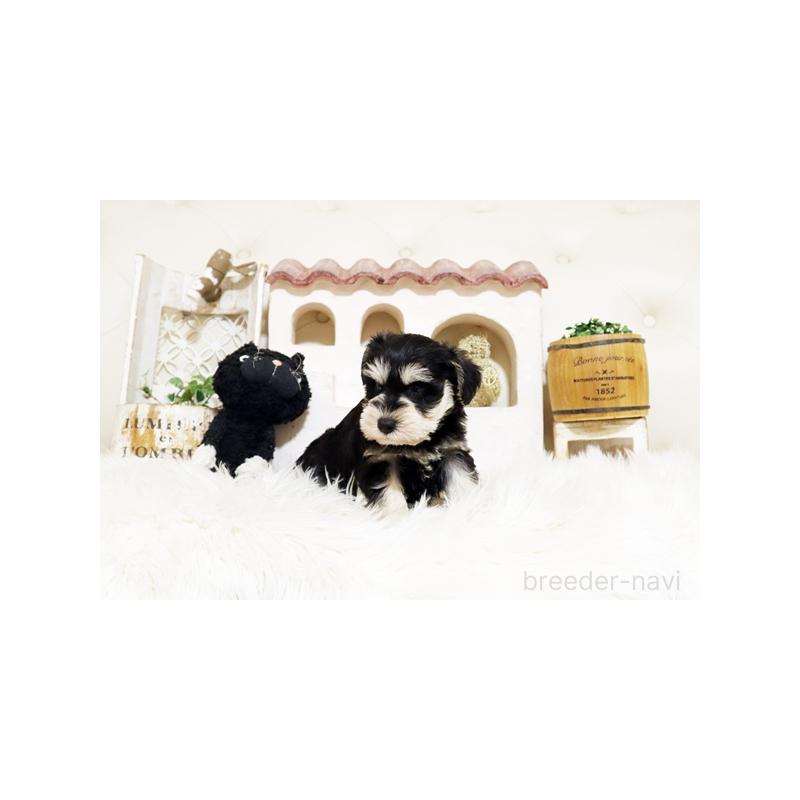 販売中の佐賀県のミニチュアシュナウザー-445991の3枚目