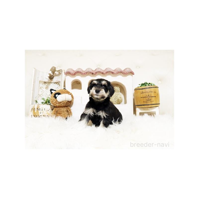 販売中の佐賀県のミニチュアシュナウザー-445992の5枚目