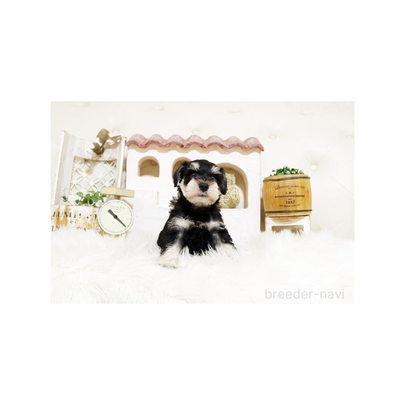 販売中の佐賀県のミニチュアシュナウザー-445993の3枚目