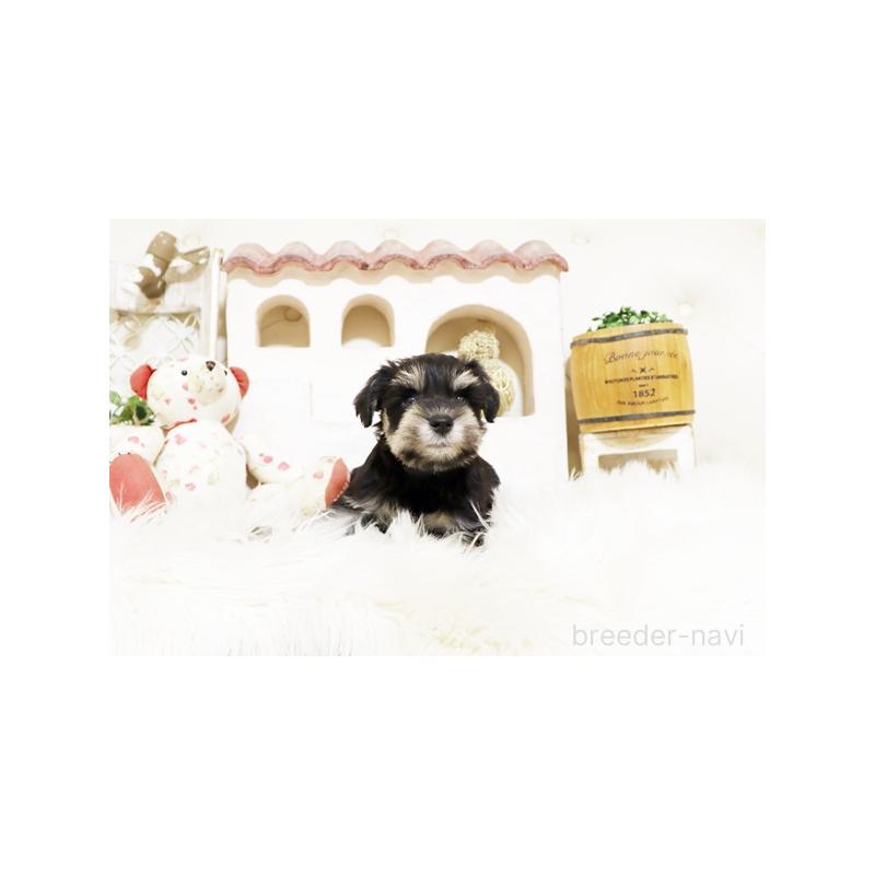 販売中の佐賀県のミニチュアシュナウザー-445994の4枚目