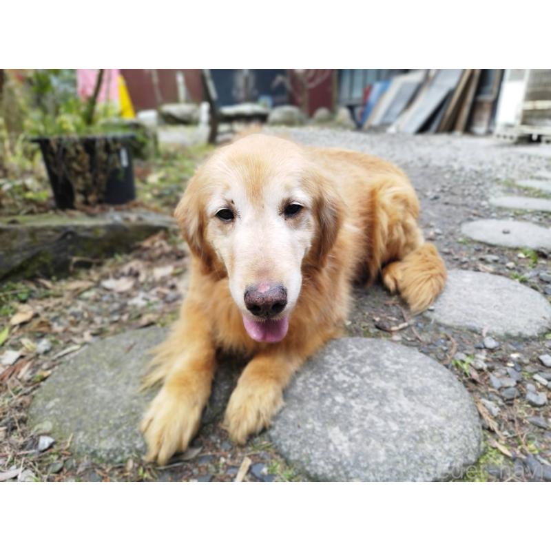 販売中の三重県のゴールデンレトリーバー-446174の5枚目