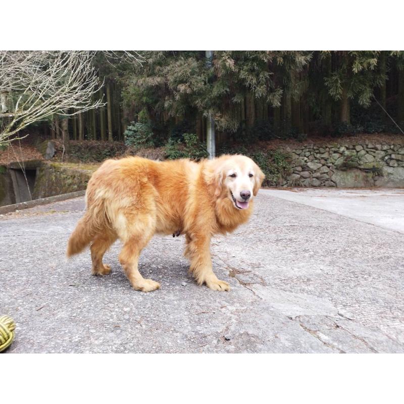 販売中の三重県のゴールデンレトリーバー-446174の4枚目