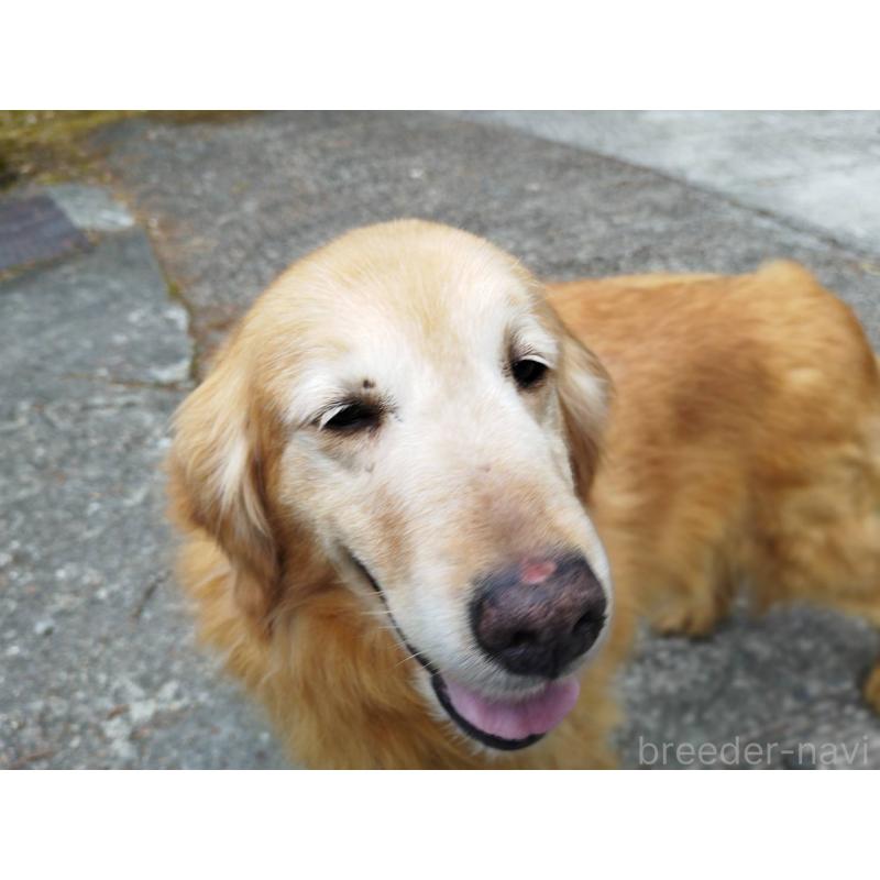 販売中の三重県のゴールデンレトリーバー-446174の3枚目