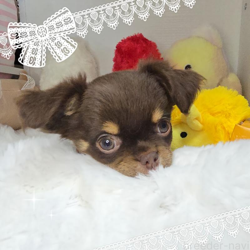 販売中の東京都のチワワ(ロングコート)-437778