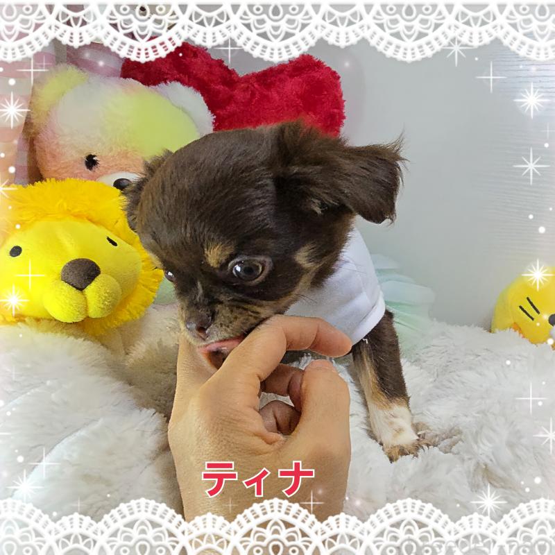 販売中の東京都のチワワ(ロングコート)-437778の2枚目