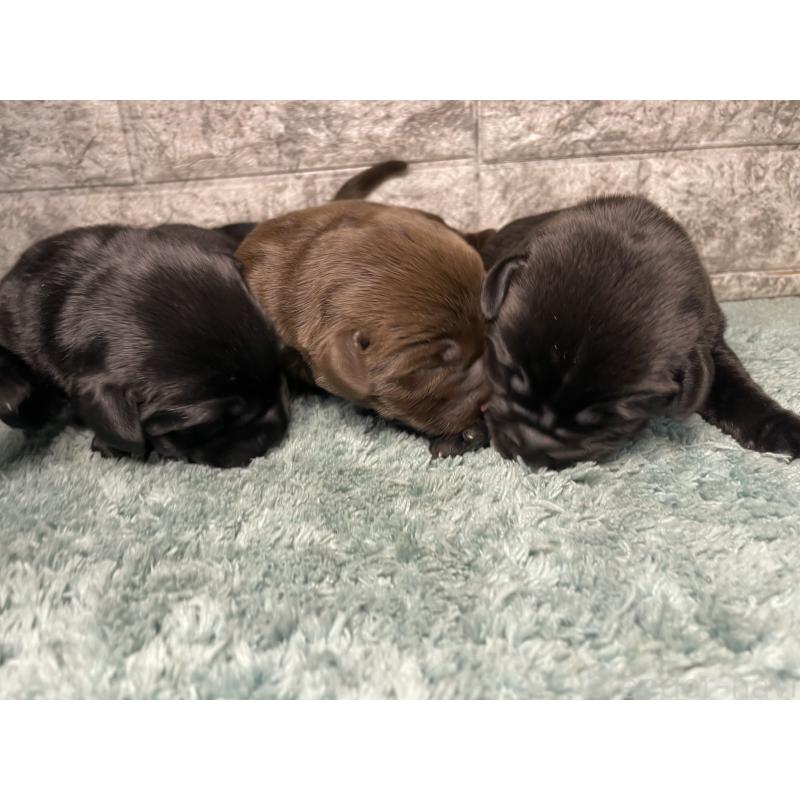 販売中の千葉県のラブラドールレトリーバー-446181の1枚目