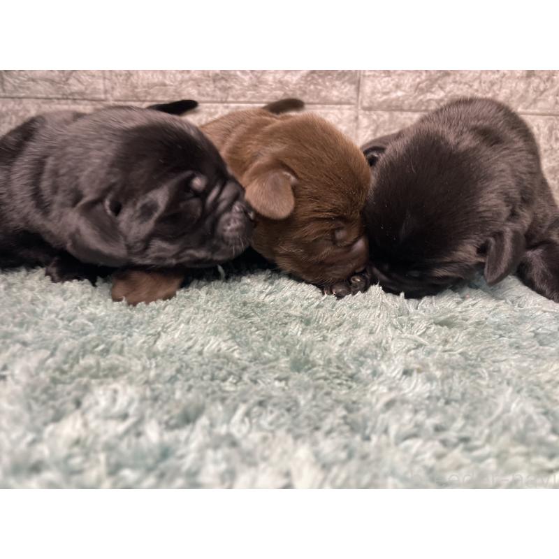 販売中の千葉県のラブラドールレトリーバー-446181の3枚目