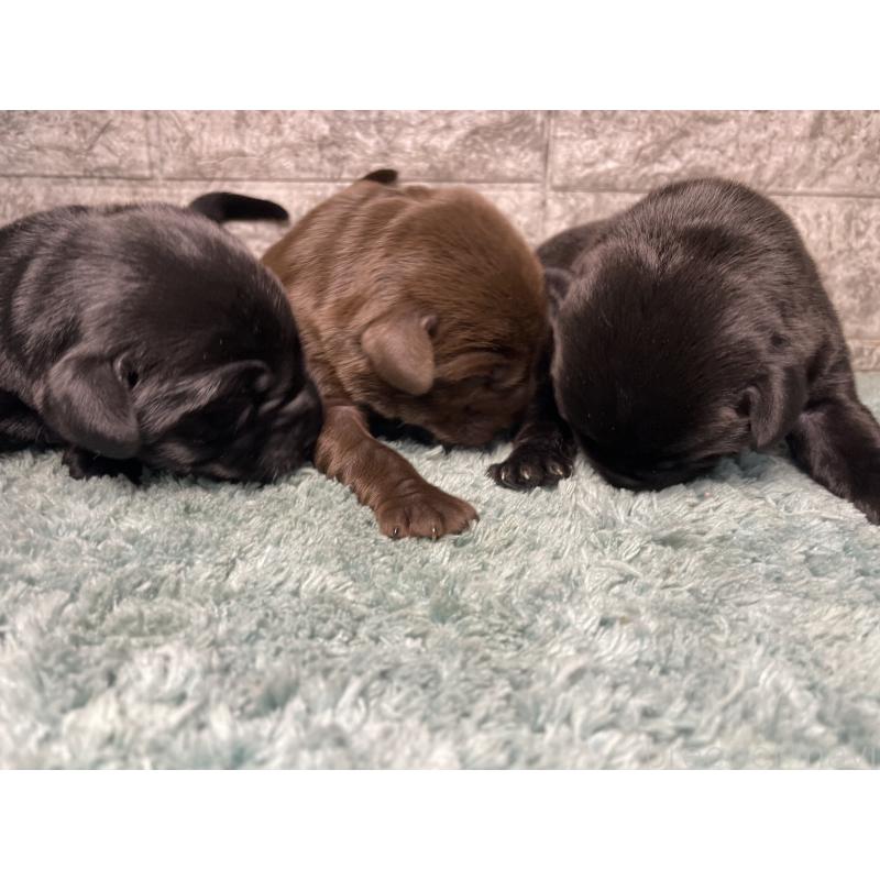 販売中の千葉県のラブラドールレトリーバー-446181の2枚目