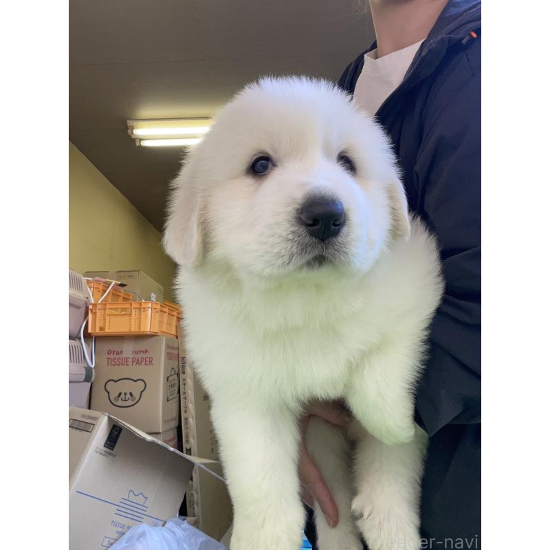 販売中の千葉県のグレートピレニーズ-446175の2枚目