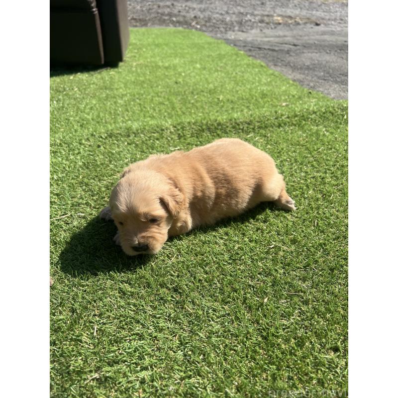 販売中の静岡県のゴールデンレトリーバー-446176の7枚目