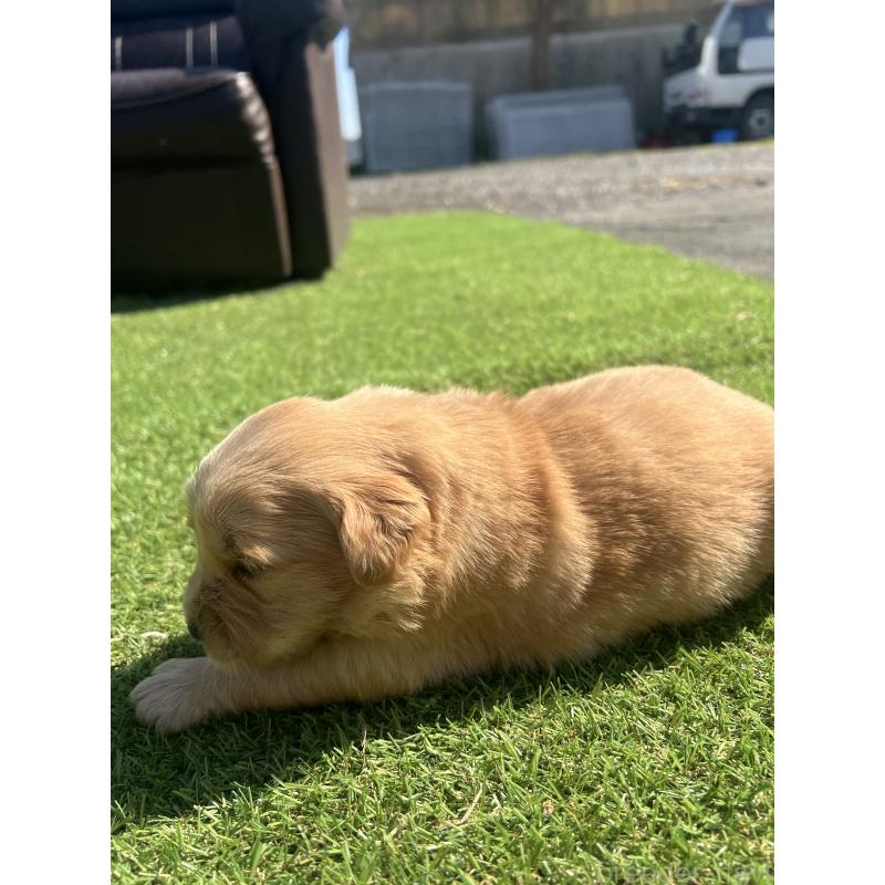 販売中の静岡県のゴールデンレトリーバー-446176の6枚目