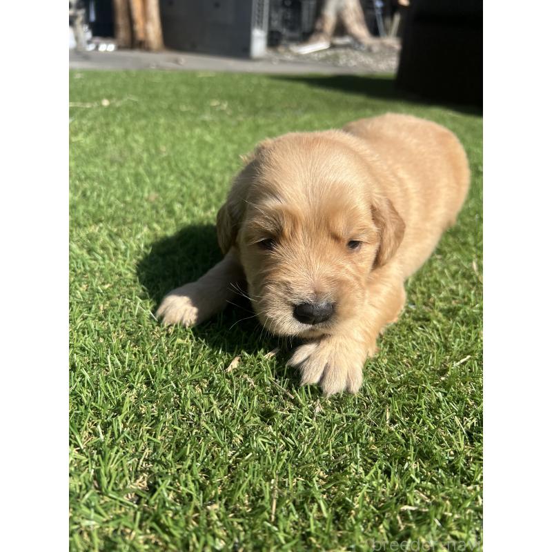 販売中の静岡県のゴールデンレトリーバー-446176の5枚目