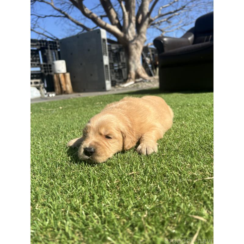 販売中の静岡県のゴールデンレトリーバー-446176の2枚目