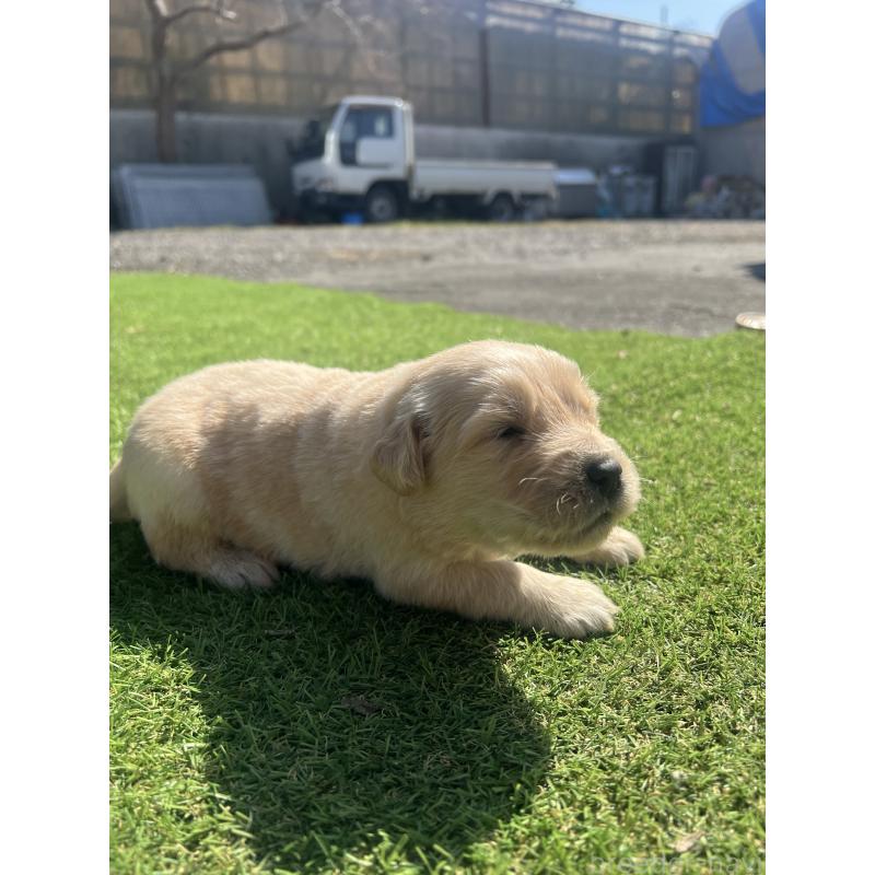 販売中の静岡県のゴールデンレトリーバー-446177の6枚目