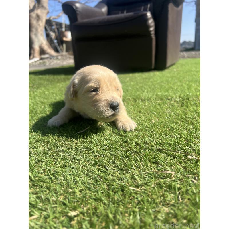 販売中の静岡県のゴールデンレトリーバー-446177の4枚目